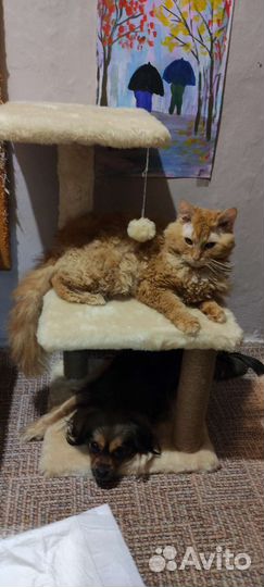 Добрые руки