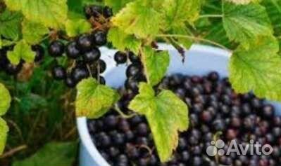 Смородина черная Добрыня
