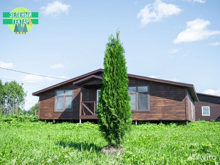 Туи смарагд 2 м свежая копка 2023