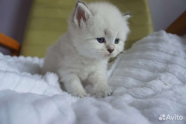 Невский маскарадный малыш с документами