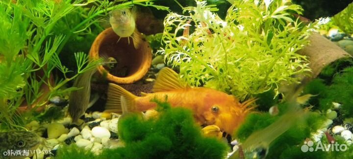 Креветки и гуппи - мальки,мальки сома анциструса