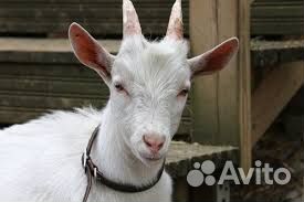 Козел зааненский