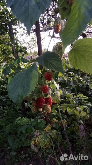 Саженцы малины (ремонтантной),облепихи