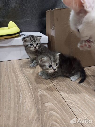 Продам котят