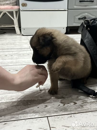 Мальчик, 2 месяца, очень ласковый, к лотку приучен