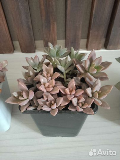 Суккуленты