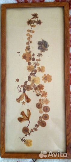 Гербарий-панно под стеклом, гдр, 70-е