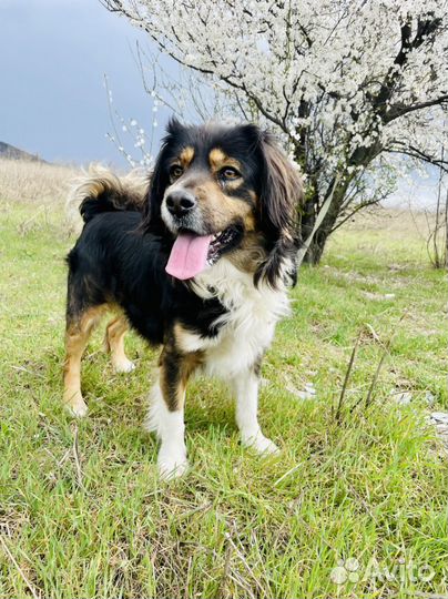 Собака в добрые руки