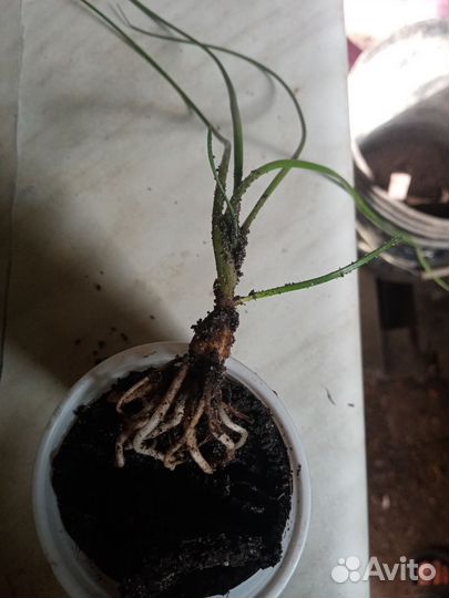 Зефирантес розовый