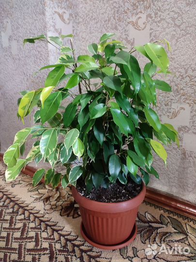 Фикусы Бенджамина