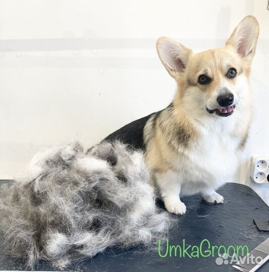 Стрижка собак и кошек