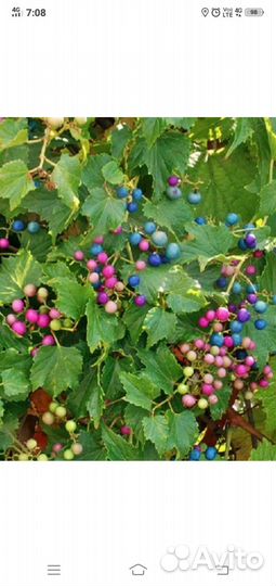 Виноградовник