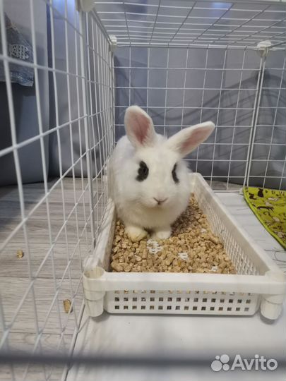 Декоративные кролики карликовый рекс