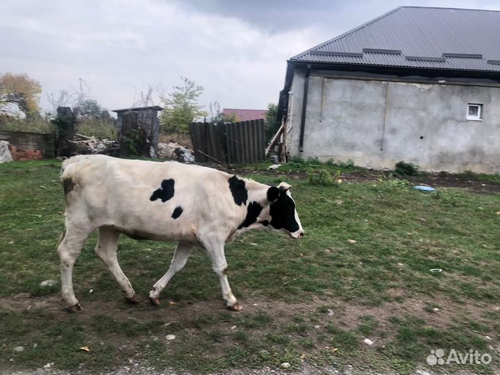 Телки стельные