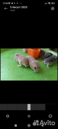 Хомяки джунгарики