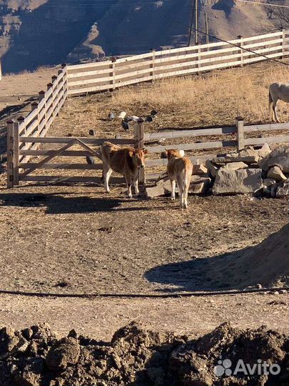 Мясо телятина говядина