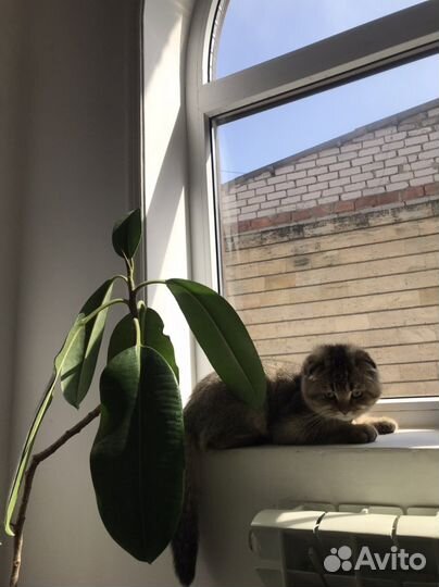 Шотландский кот на вязку