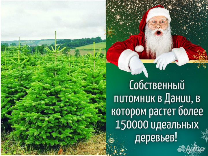 Пихта Фразера Живые елки оптом Новогодняя