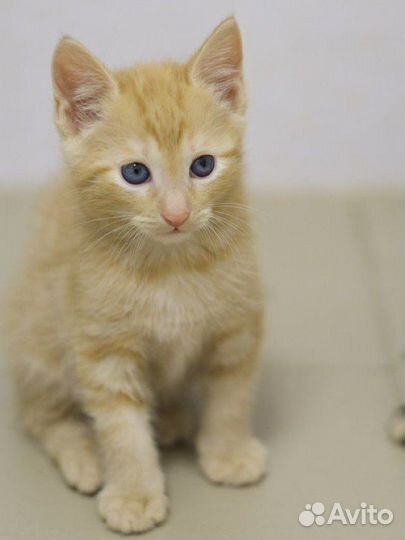 Малыши и их юная мама (котята, 2 месяца)