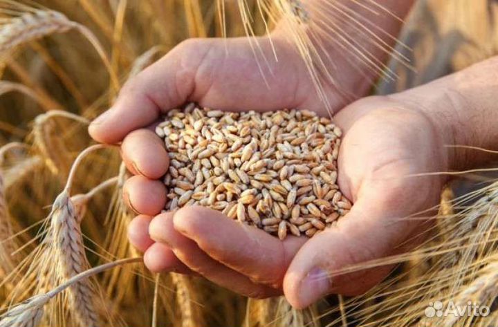 Продам Пшеницу 3,4,5 класса опт