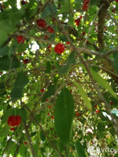 Саженцы вишни