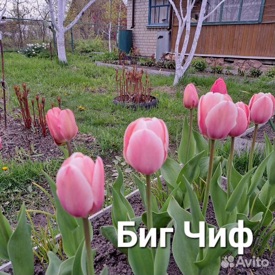 Луковицы тюльпанов