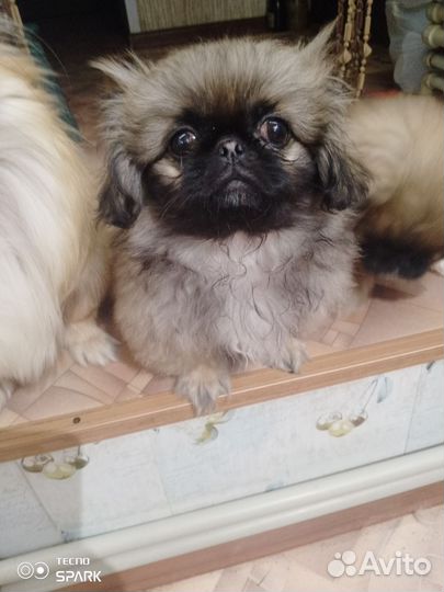 Щенки пекинеса