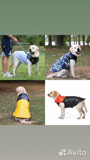 Одежда для собак