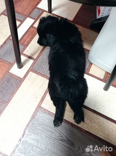 Маленькая собака