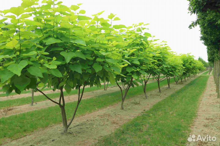 Саженцы катальпы
