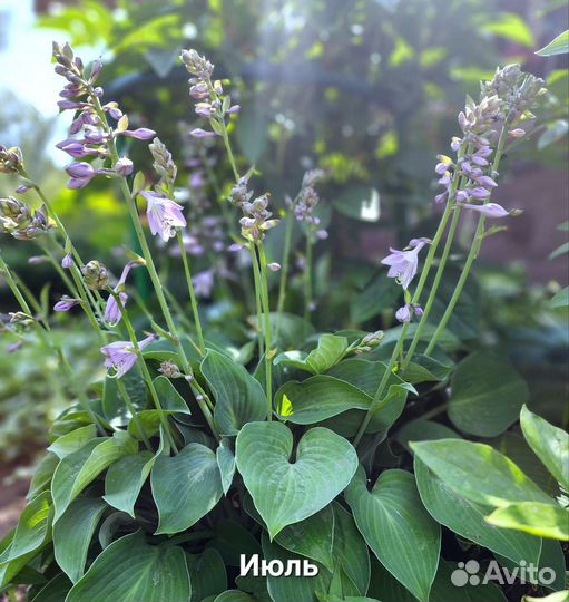 Хоста Blue, зеленовато-голубая