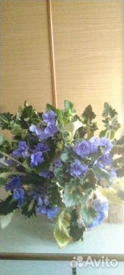 Фиалка взрослая в горшке