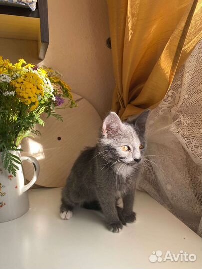 Котёнок в добрые руки
