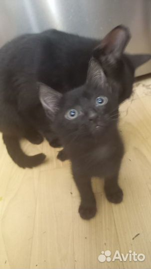 Котятки в добрые ручки