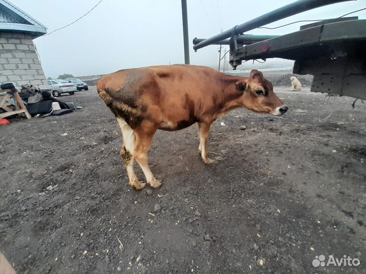 Джерсейская телочка