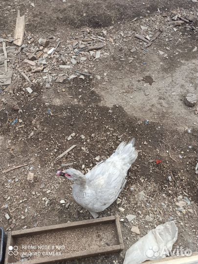 Индоутки Лаванда