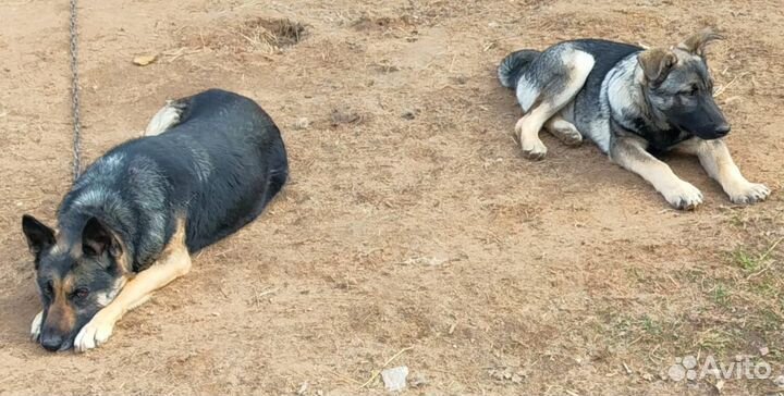 Немецкая овчарка