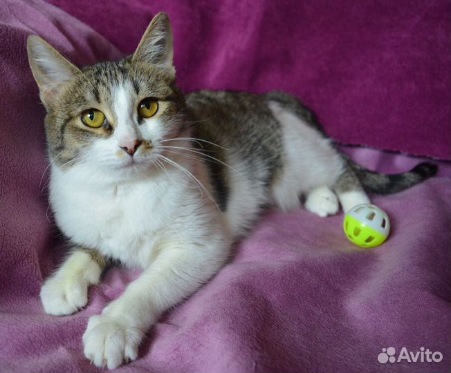 Молодая кошечка в добрые руки