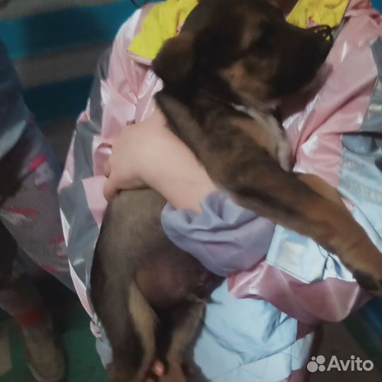 Щенок в добрые руки бесплатно