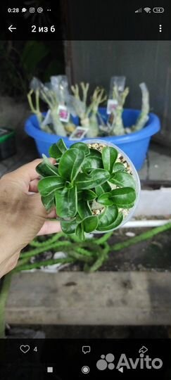 Адениум mini Mira, mini White Bird3