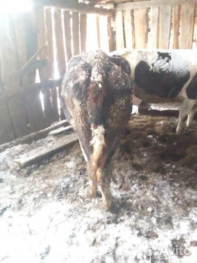 Карову на мясо