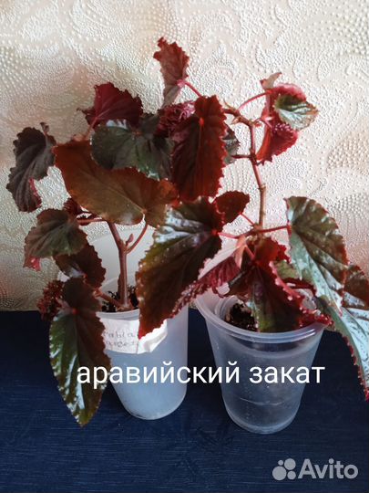 Комнатные цветы