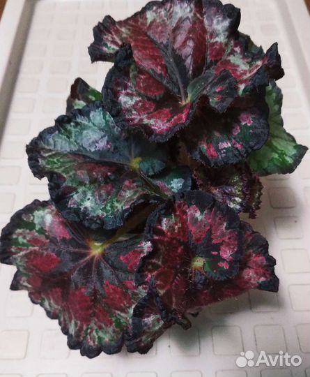 Бегония декоративно лиственная