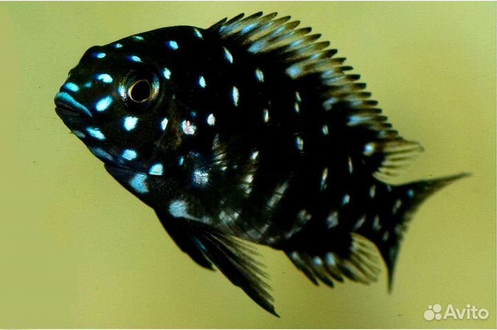 Трофеус дубоиси