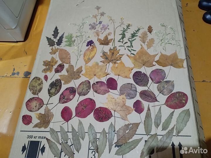 Сухоцветы для творчества