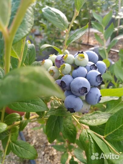 Голубика домашняя