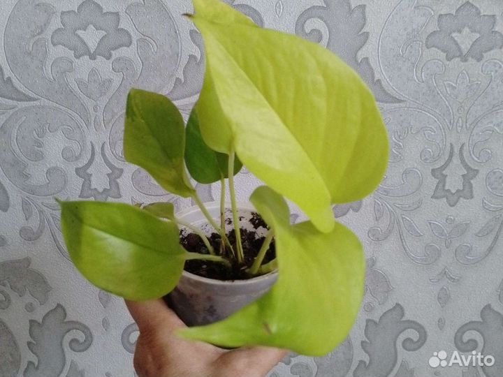 Фикус мокламе, сциндапсус