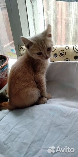 Котик в добрые руки
