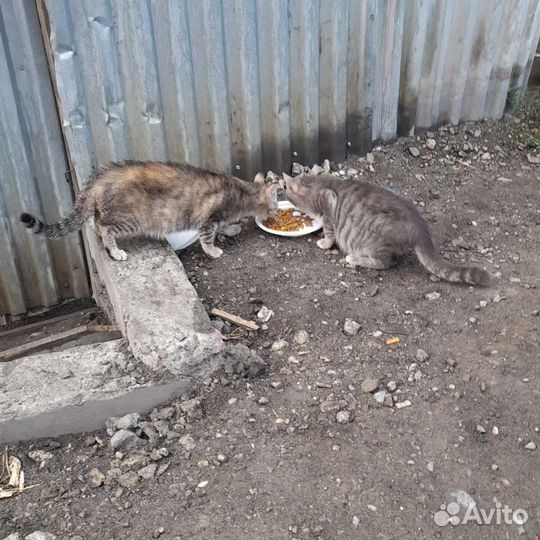 Домашние кошки живут на улице. Заберите их домой