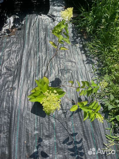 Гортензия метельчатая Полар Бир С2